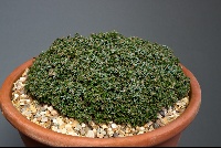 Juniperus horizontalis 'Neumann'